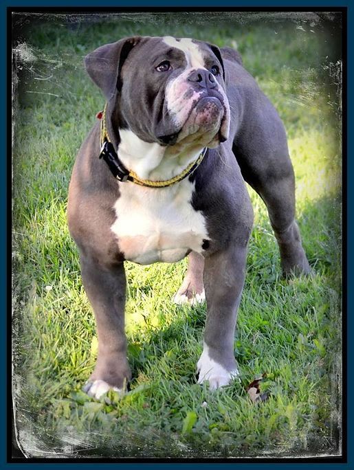 Blue and white American Bulldog standing in grass.