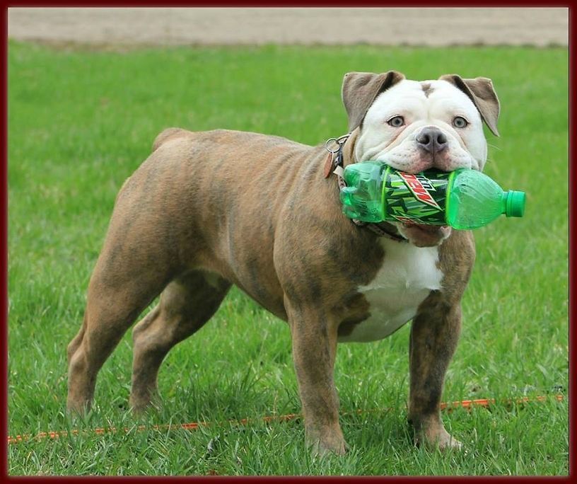 Bulldog standing on grass holding a green plastic bottle in its mouth.