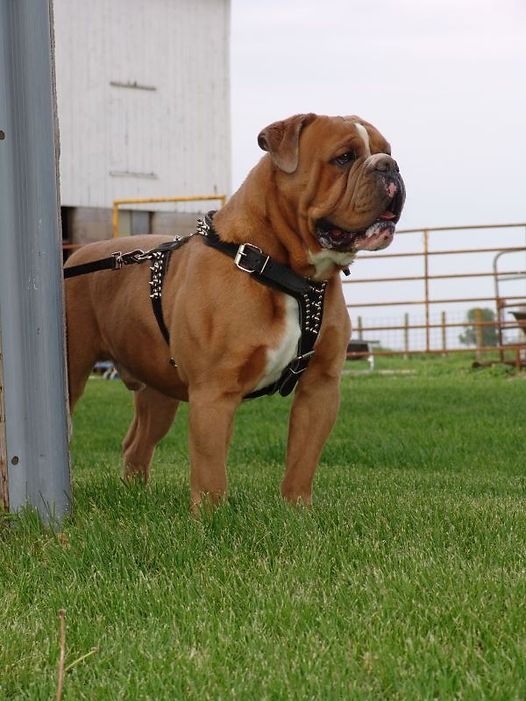 Tan bulldog wearing a black harness standing in a grassy field next to a metal post with a barn and fence in the background.