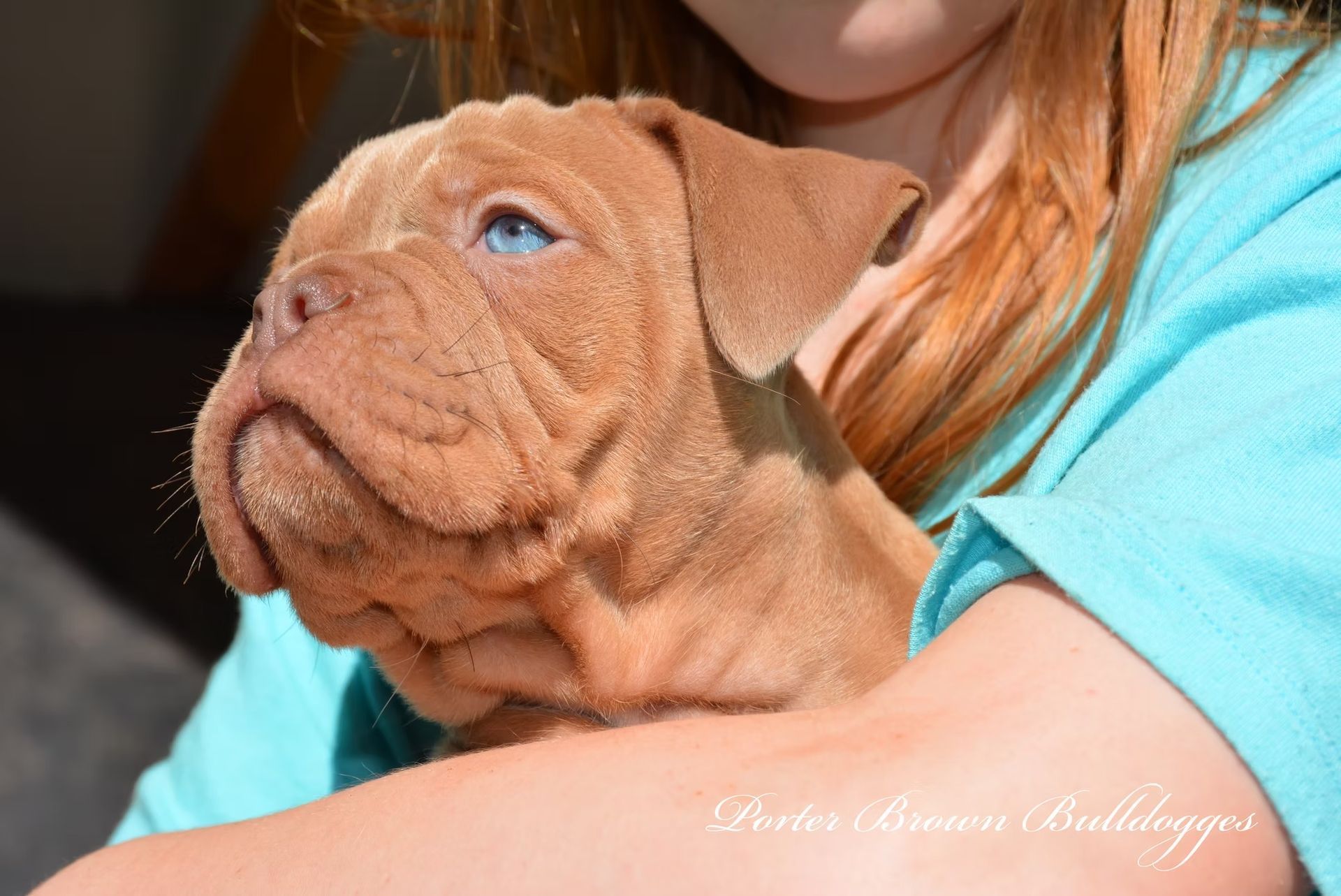 Brown bulldog puppy with blue eyes held by a person wearing a turquoise shirt.