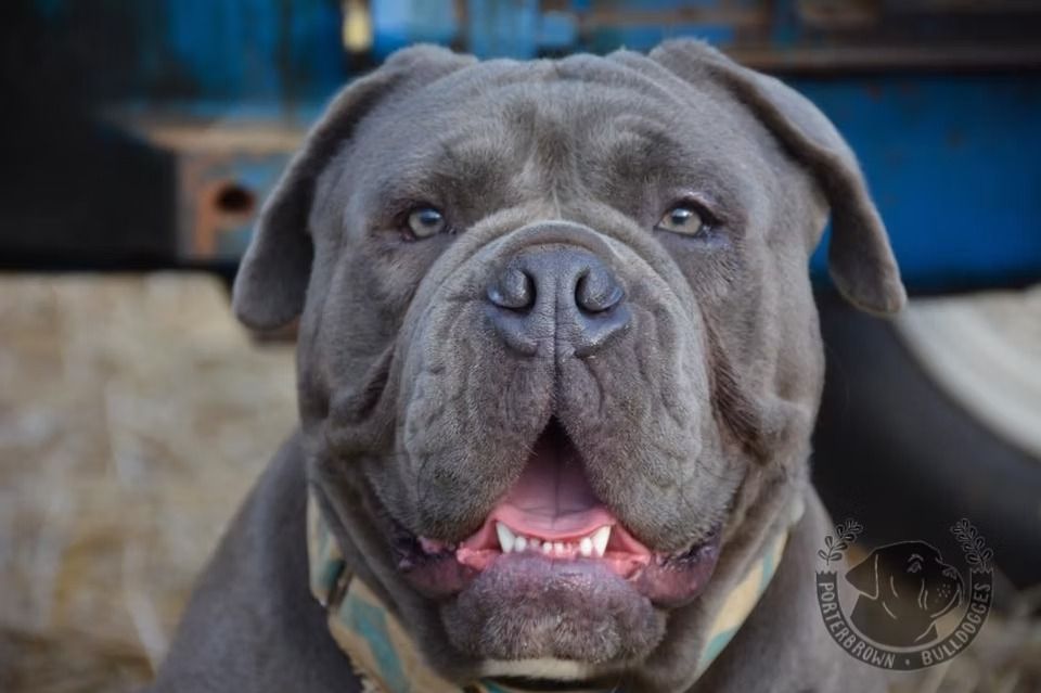 Blue-gray Neapolitan Mastiff with open mouth, smiling. Wearing a camouflage collar. Outdoors with blue background.