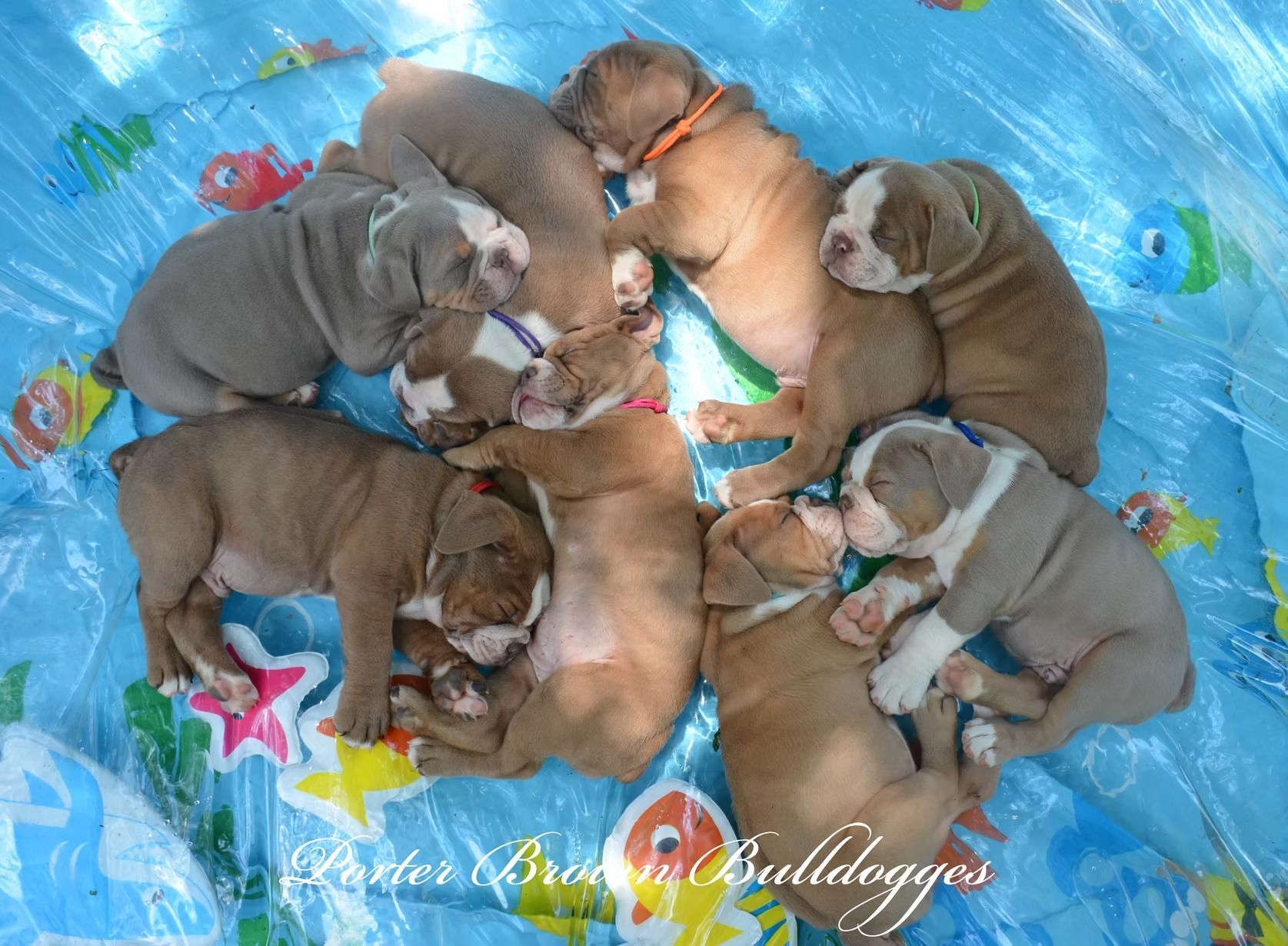Eight English bulldog puppies napping in a blue kiddie pool.