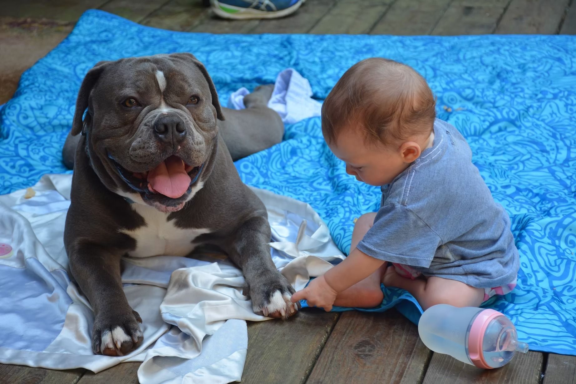 Dog and baby sit together on a blue blanket; baby touches the dog's paw.