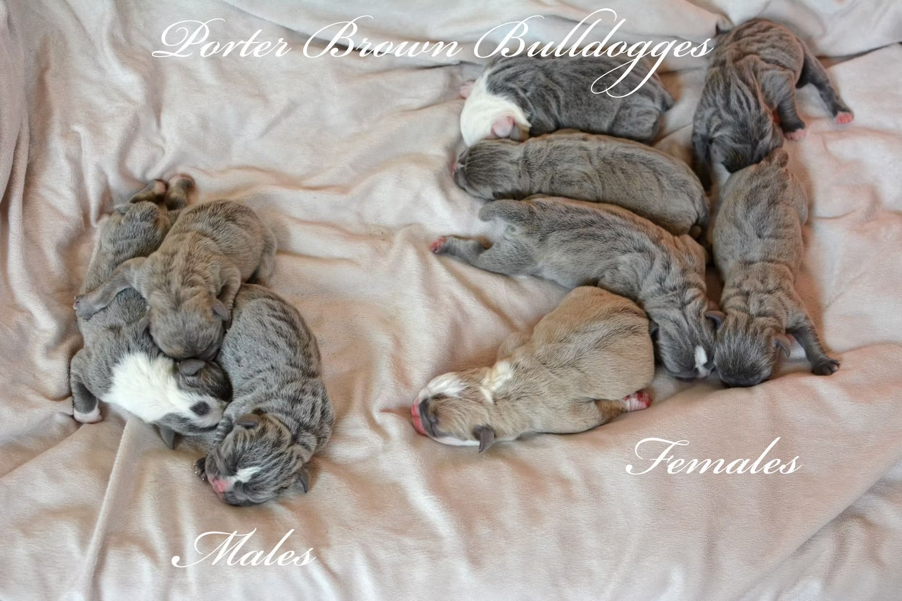 A litter of Bulldogge puppies, gray and white fur, separated by gender on a blanket.