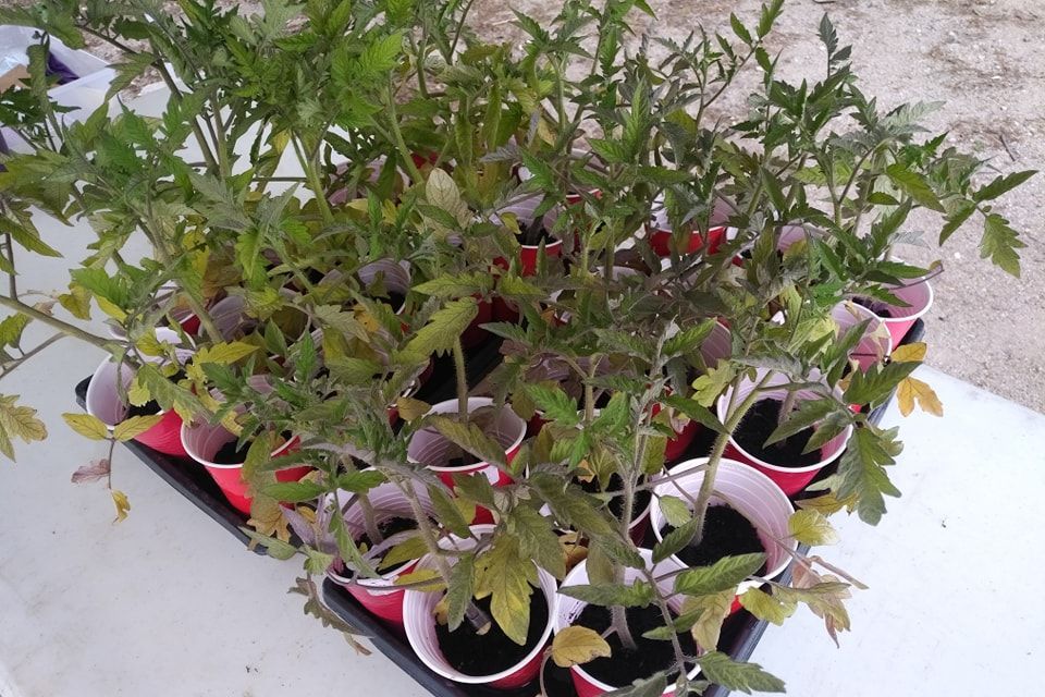 Starter plants Flesherton Farmers' Market.