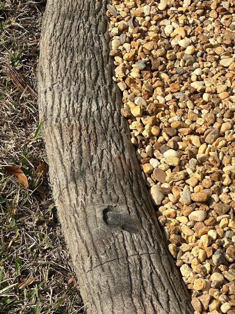 Log edging separates tan gravel from dry grass.