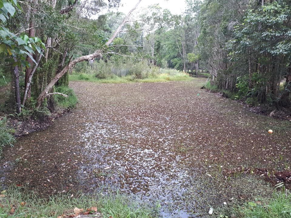 A Large Body Of Water Surrounded By Trees And Grass — Dams Cleaned in Brisbane, QLD