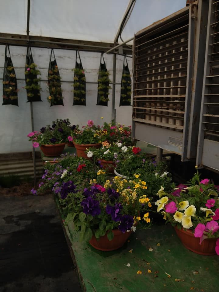 Greenhouse Sylvania, OH (419) 8296185