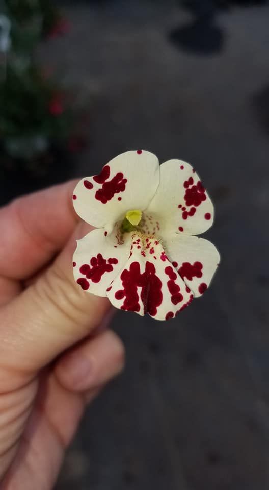 Greenhouse Sylvania, OH (419) 8296185