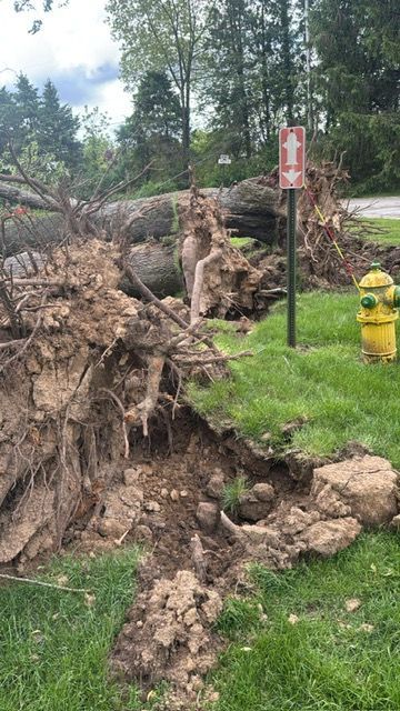 tree roots