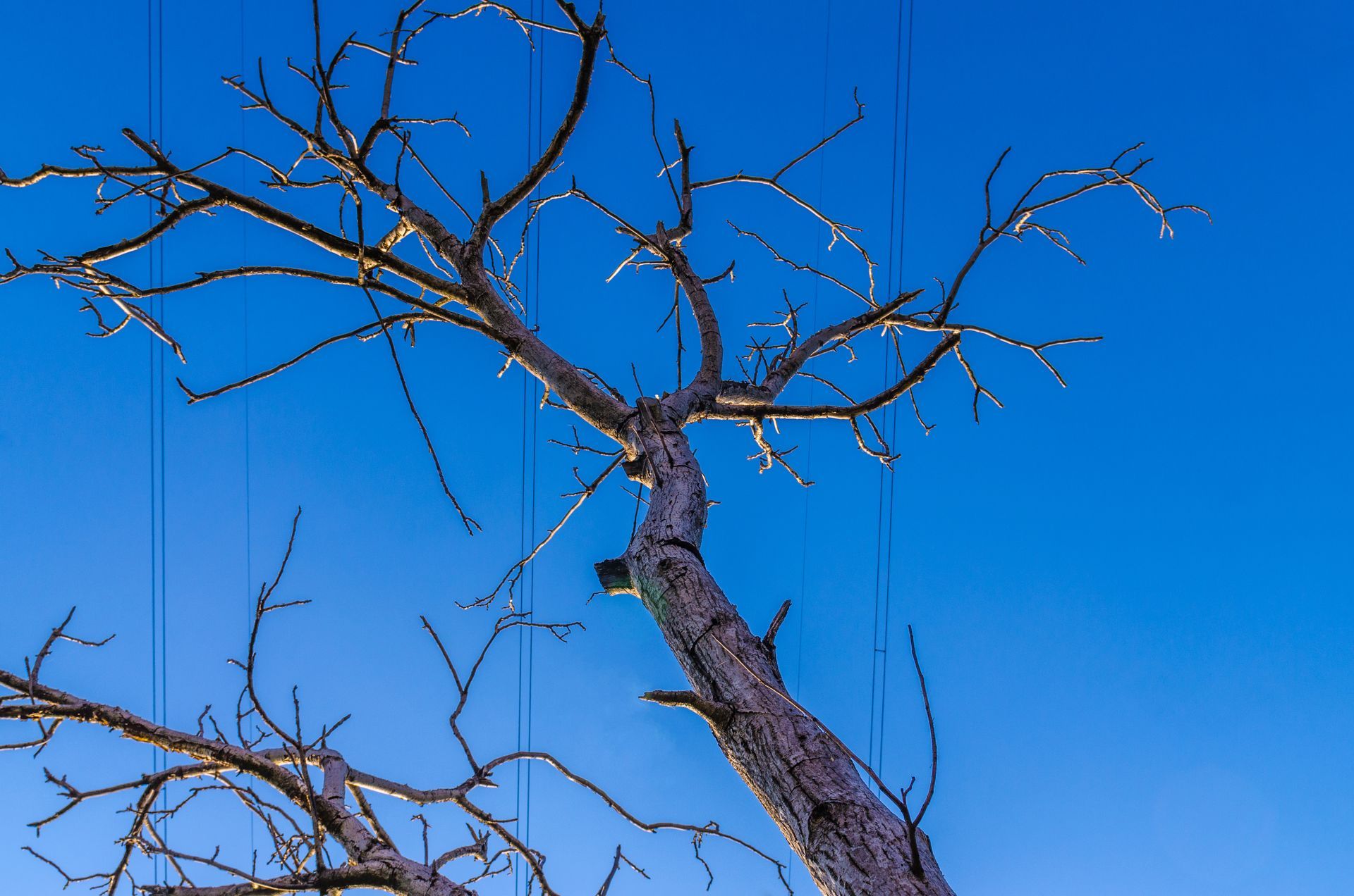 dying tree