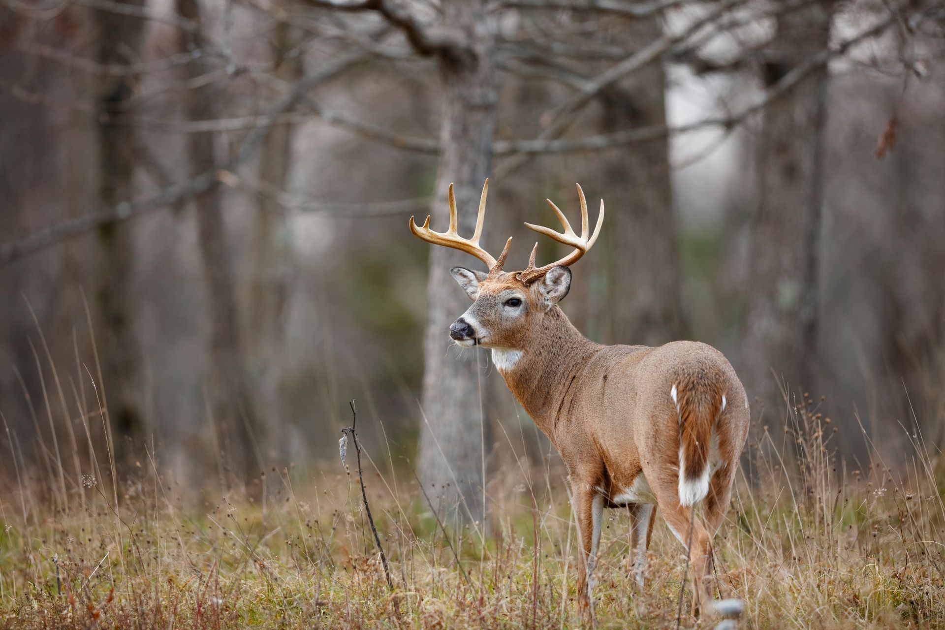 A whitetail deer is standing in a field in the woods.