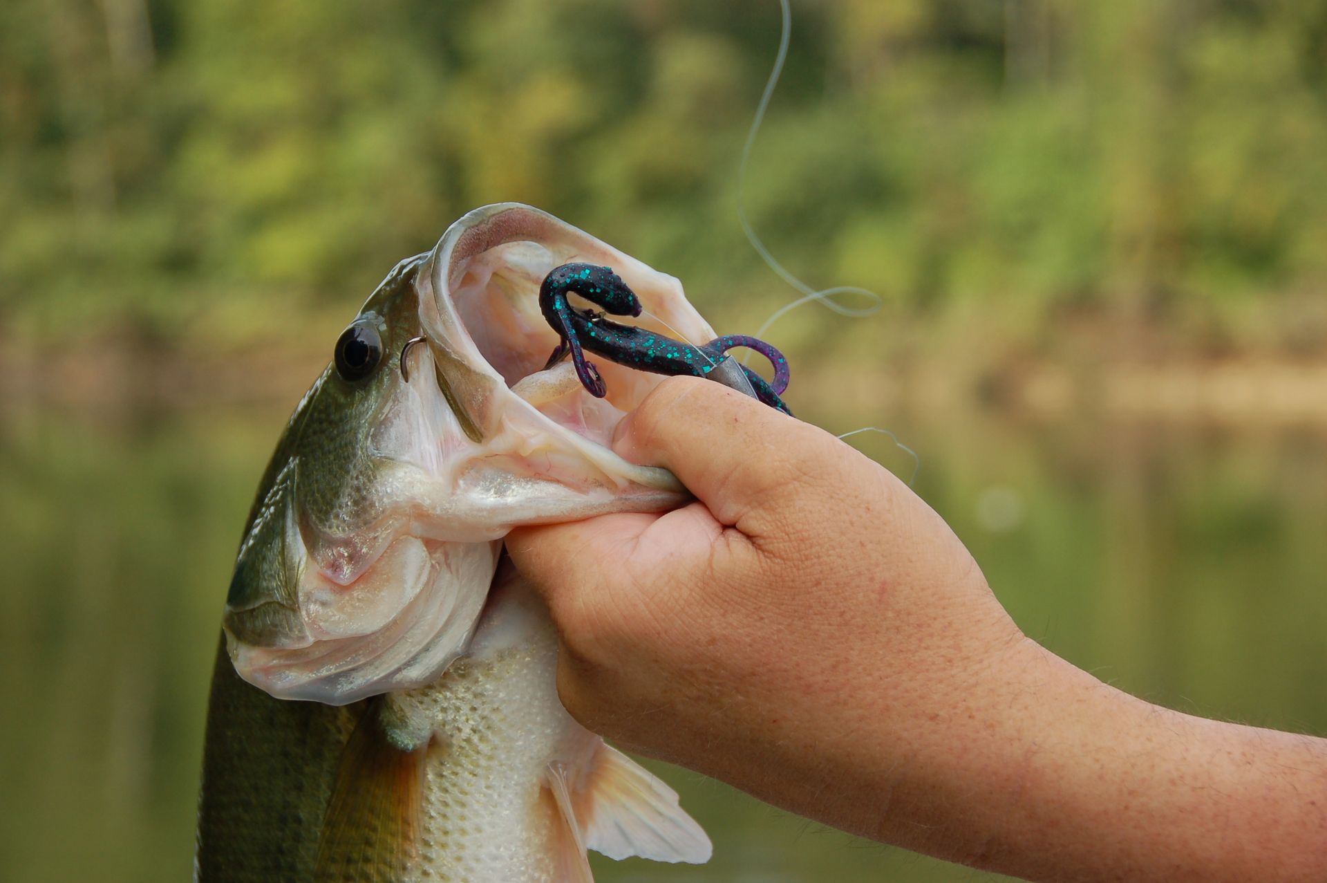 A person is holding a large fish in their hand.