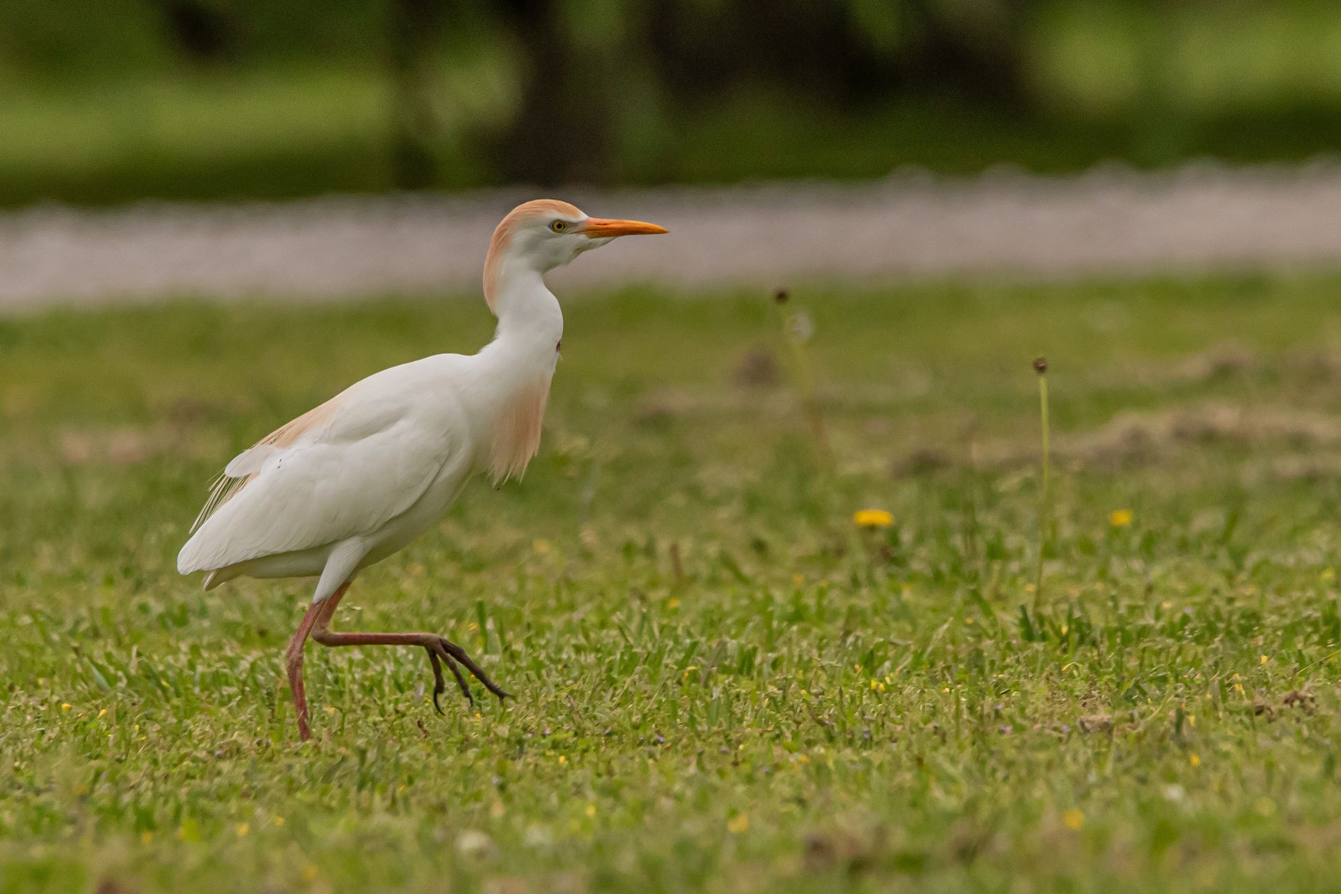 A white bird with a yellow beak is standing in the grass.
