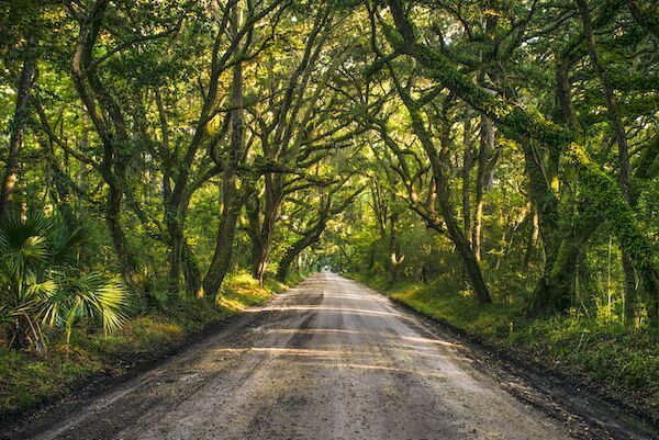 Dirt road through a forest tunnel, with trees arching overhead, sunlight filtering through leaves.