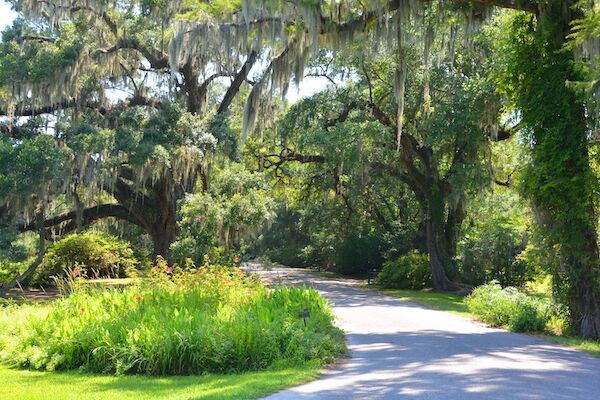 Paved path winds through lush green trees, with Spanish moss hanging from branches.