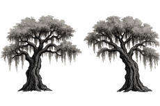 Two black-and-white oak trees with hanging moss on a white background