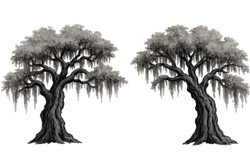 Two black-and-white oak trees with hanging moss on a white background