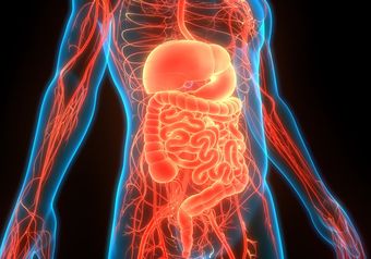 Human Digestive System Anatomy — Bakersfield, CA — American Digestive Liver & Nutritional Disease Center