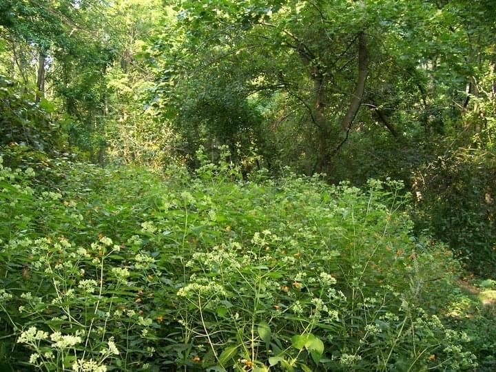 Before Land Clearing Services