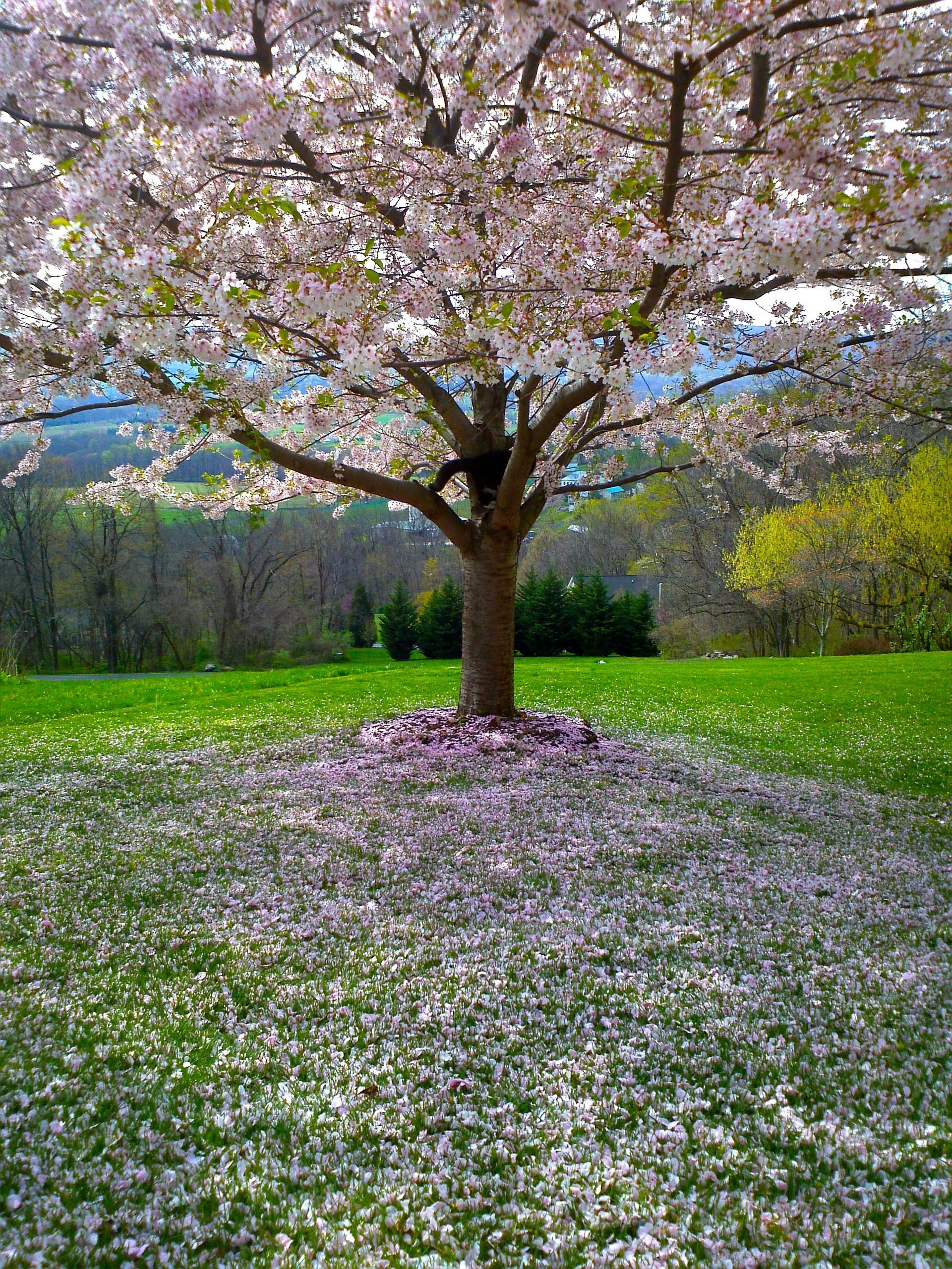 A flowering cherry tree with light pink blossoms and a carpet of fallen petals on the grass beneath it.