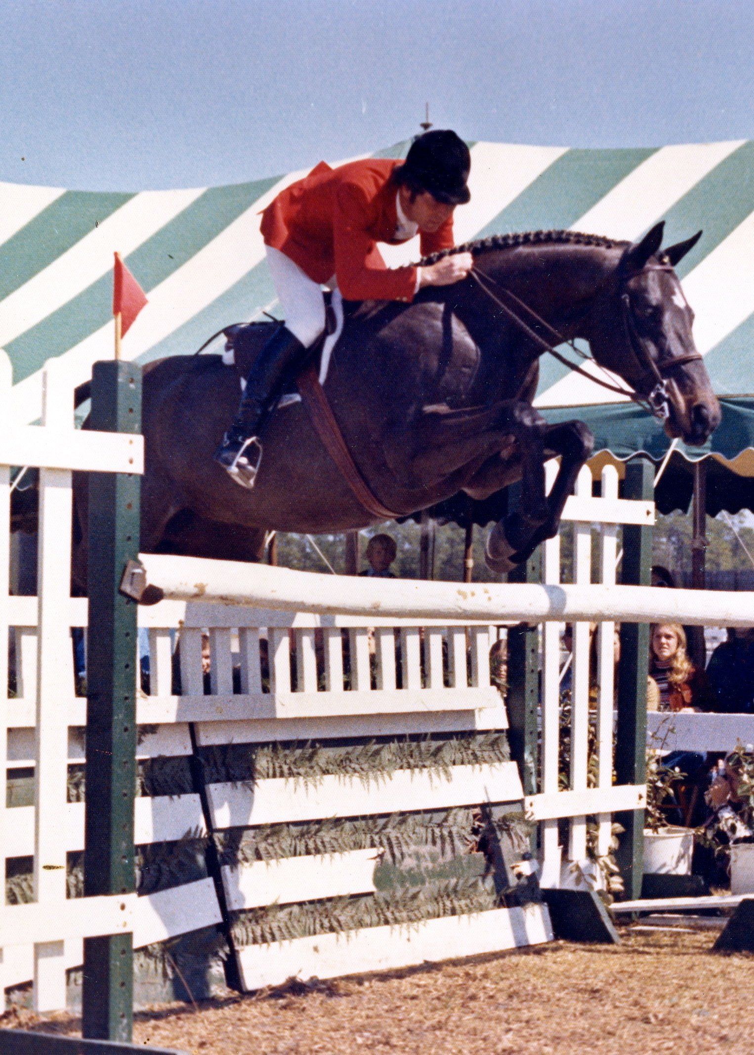 Thoroughbred hunter