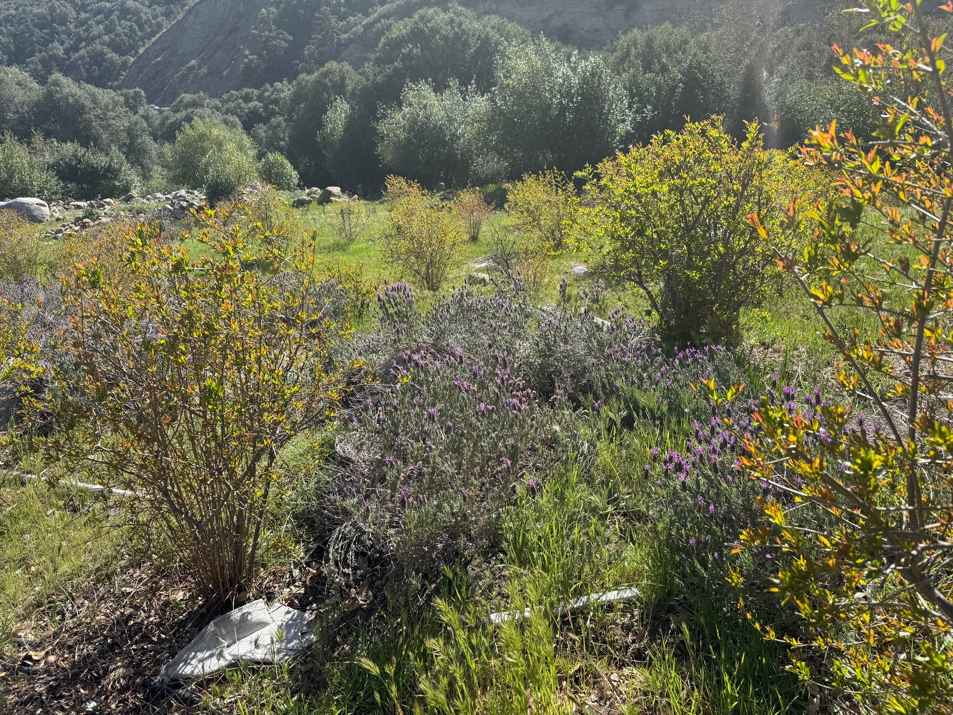 Sunny hillside scene featuring scattered green bushes and patches of purple wildflowers under a bright, clear sky.
