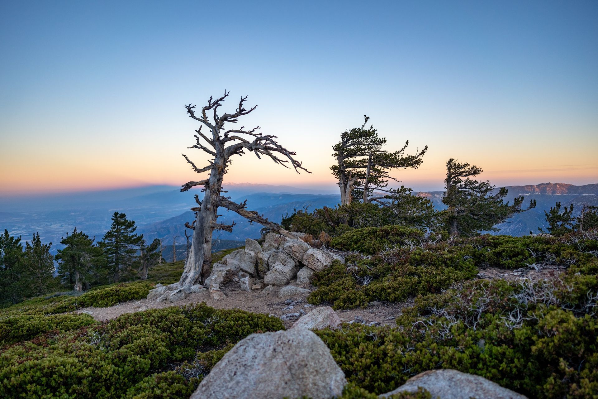 A mountaintop view at dusk. Twisted tree in foreground, other trees, green bushes, and mountains in the background.