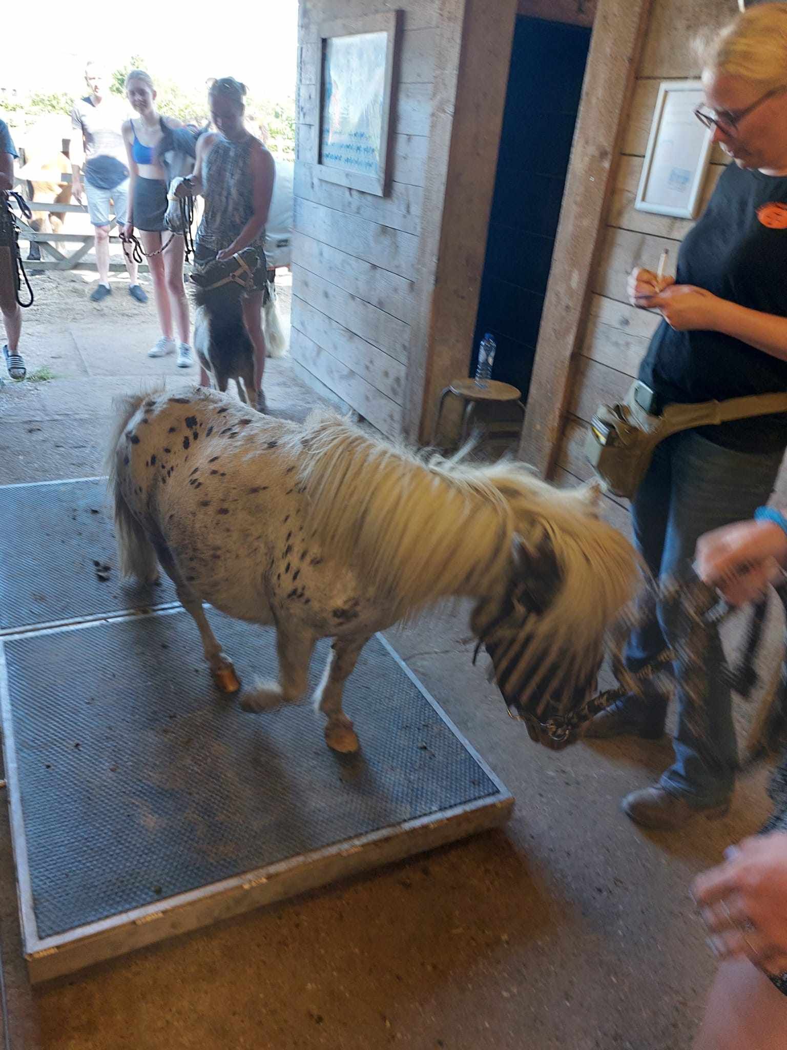 Een klein gevlekt pony'tje op een helling binnen, met mensen in de buurt.