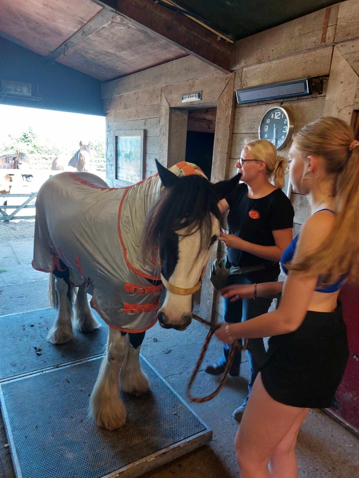 Een paard, gehuld in een grijze deken, staat op een stalmat terwijl twee mensen het halstertouw vasthouden.
