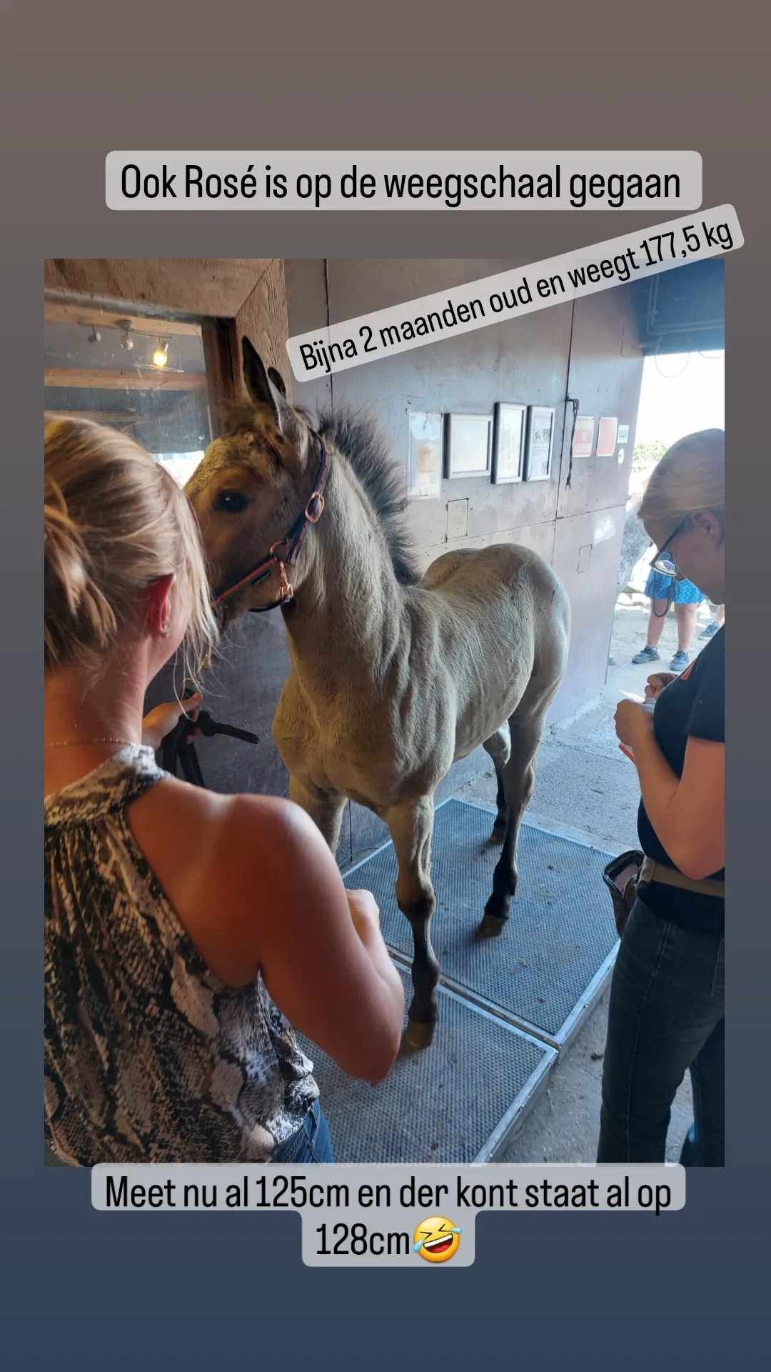 Een lama in een schuur naast mensen, met Nederlandse tekst over de afbeelding heen.