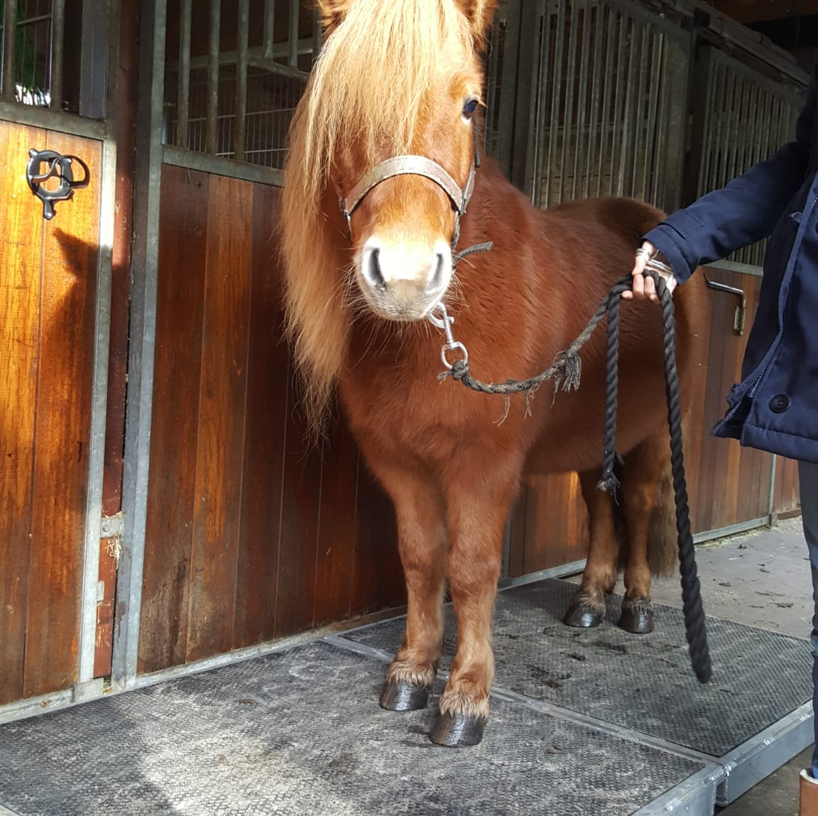 Een klein bruin paardje met een blonde manen staat in een stal en wordt door iemand aan een halstertouw geleid.