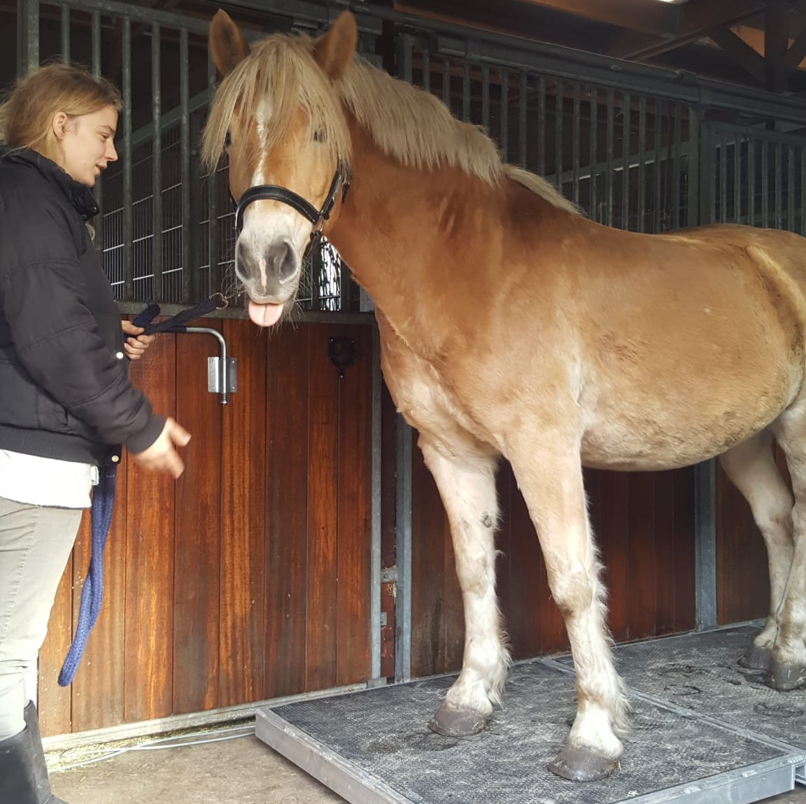 Een vrouw staat naast een groot, lichtbruin paard in een stal en houdt het halstertouw vast.
