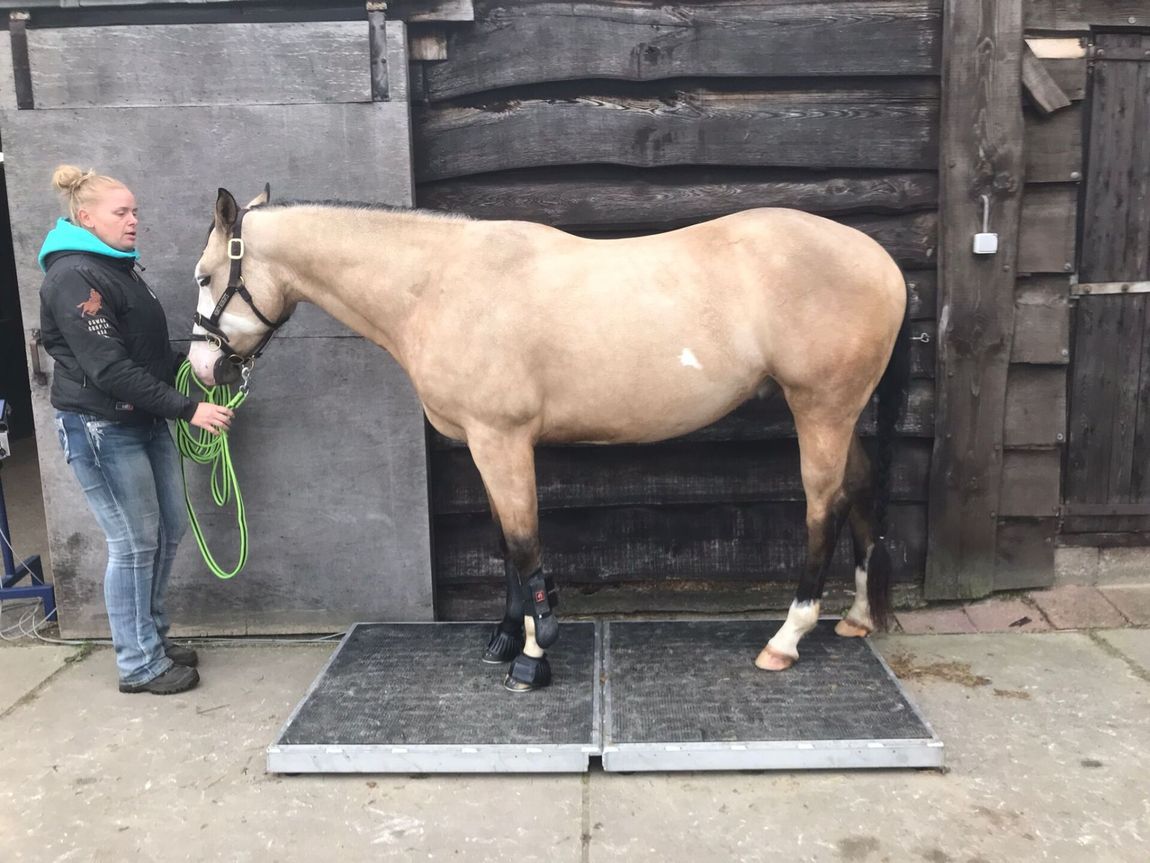 Een paard staat op een weegschaal terwijl een persoon het halstertouw vasthoudt naast een stalwand.
