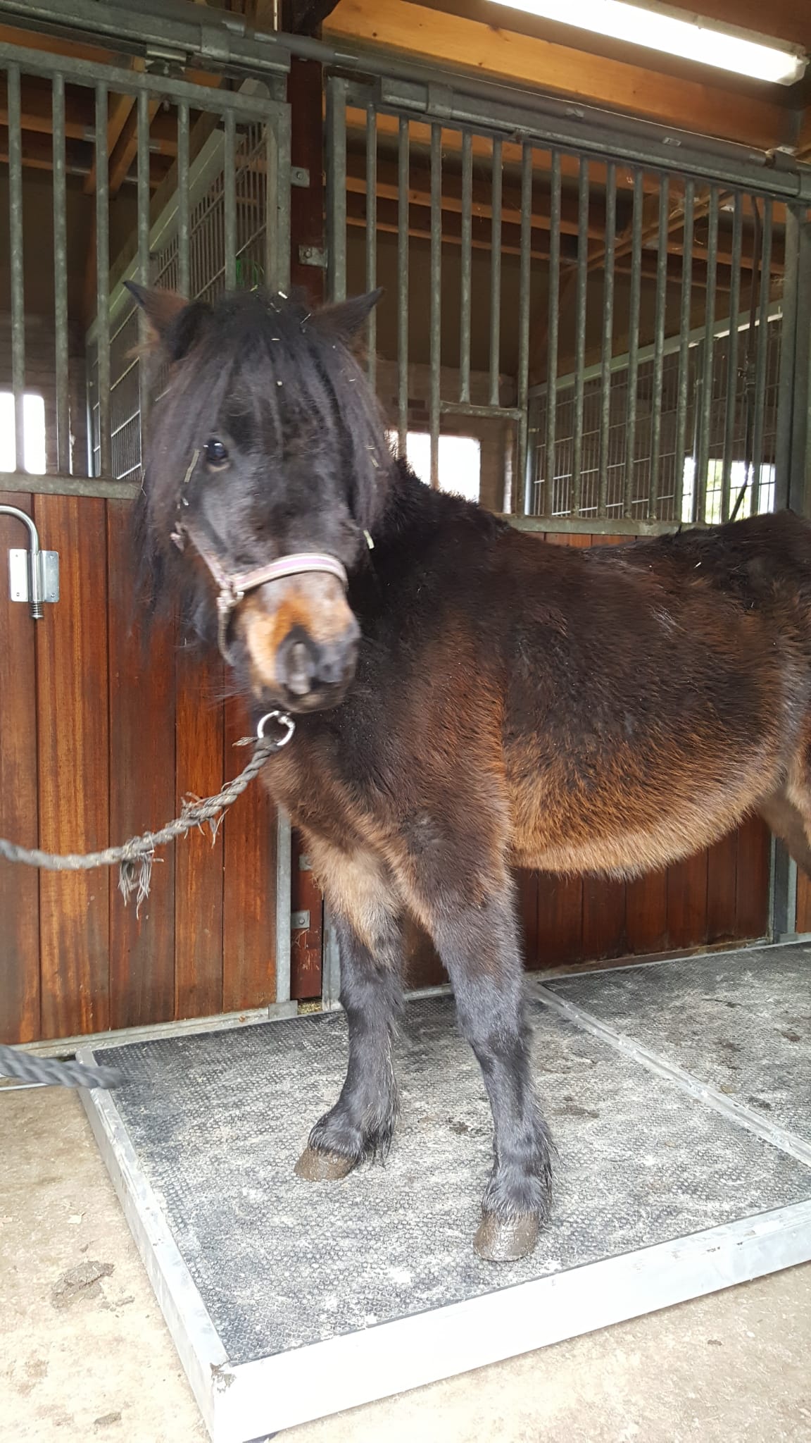 Een klein, donkerbruin paard met een zwarte manen staat in de deuropening van een stal, met een halster en een ketting om zijn nek.