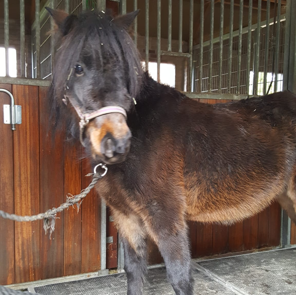 Een donkerbruine pony staat in een stal, met een halster en een ketting om zijn nek.