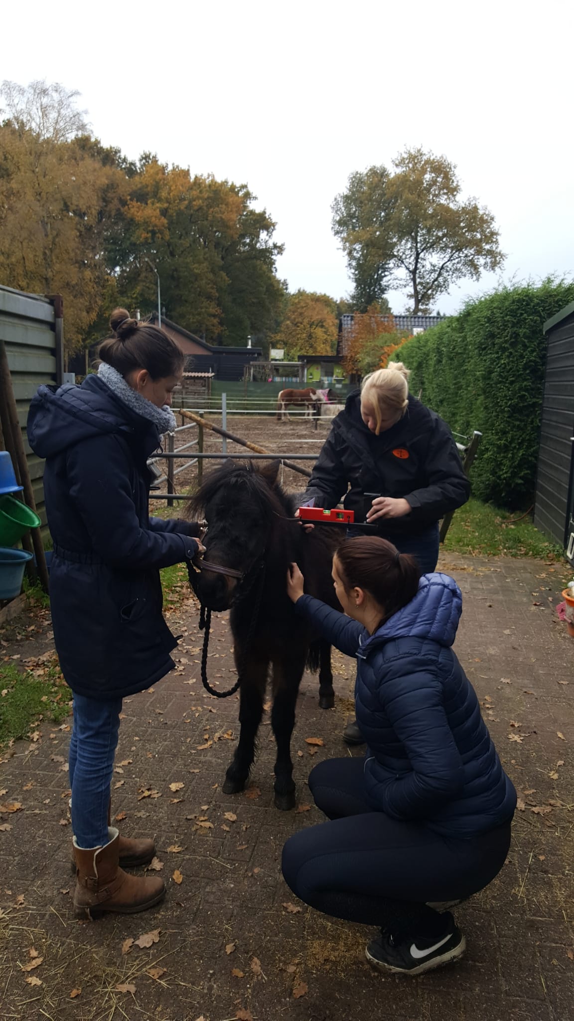 Drie mensen verzorgen een zwart paard op een tuinpad, waarbij een van hen gehurkt zit om het paard over zijn hoofd te aaien.