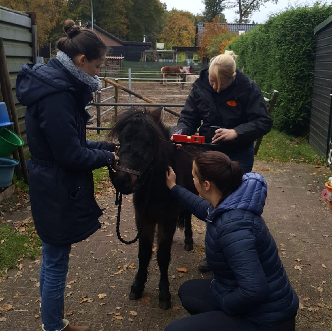 Drie mensen verzorgen voorzichtig een kleine zwarte pony op een pad in de buitenlucht.