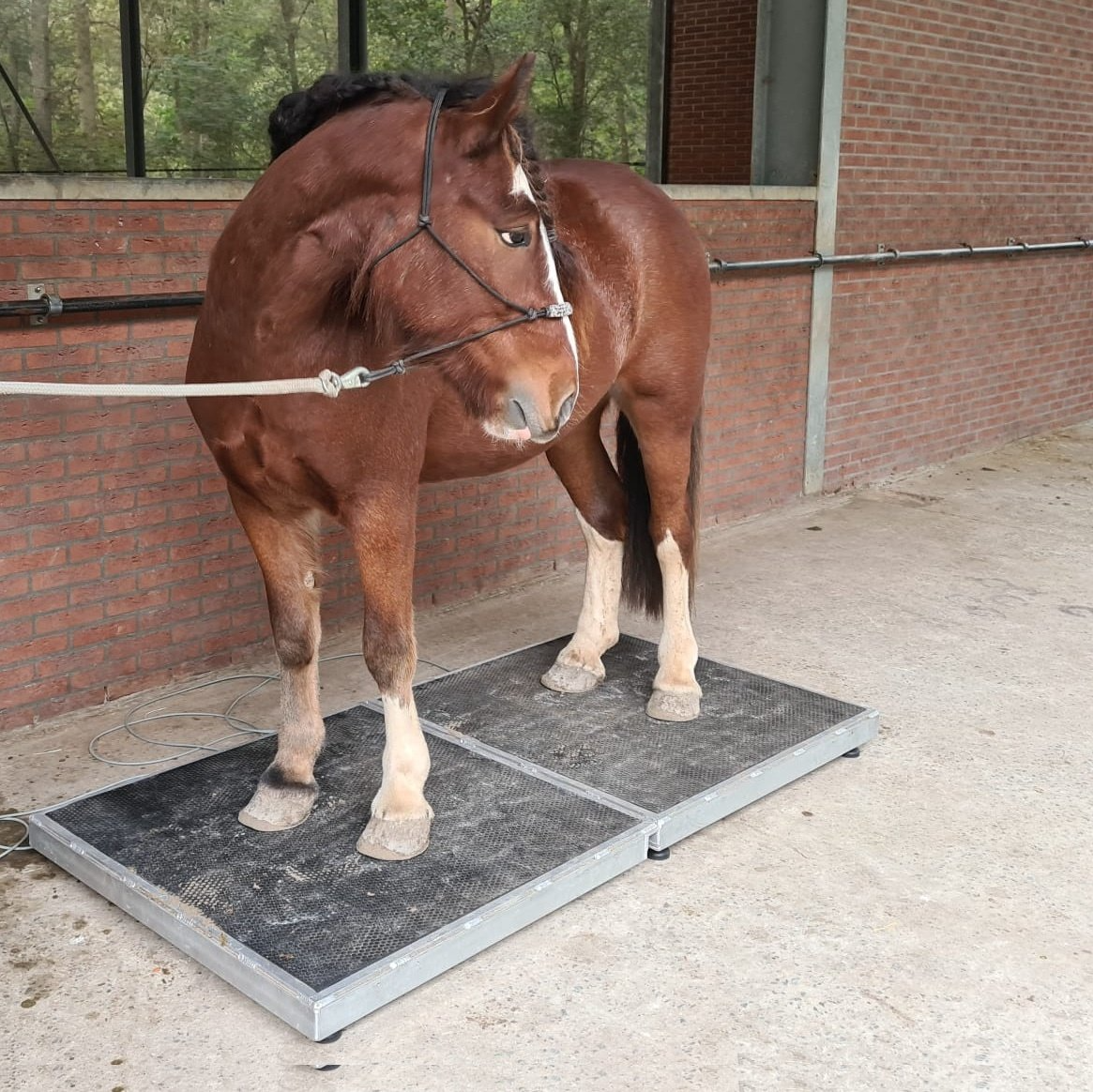Een bruin paard staat op een platform buiten, vlakbij een bakstenen stalmuur.