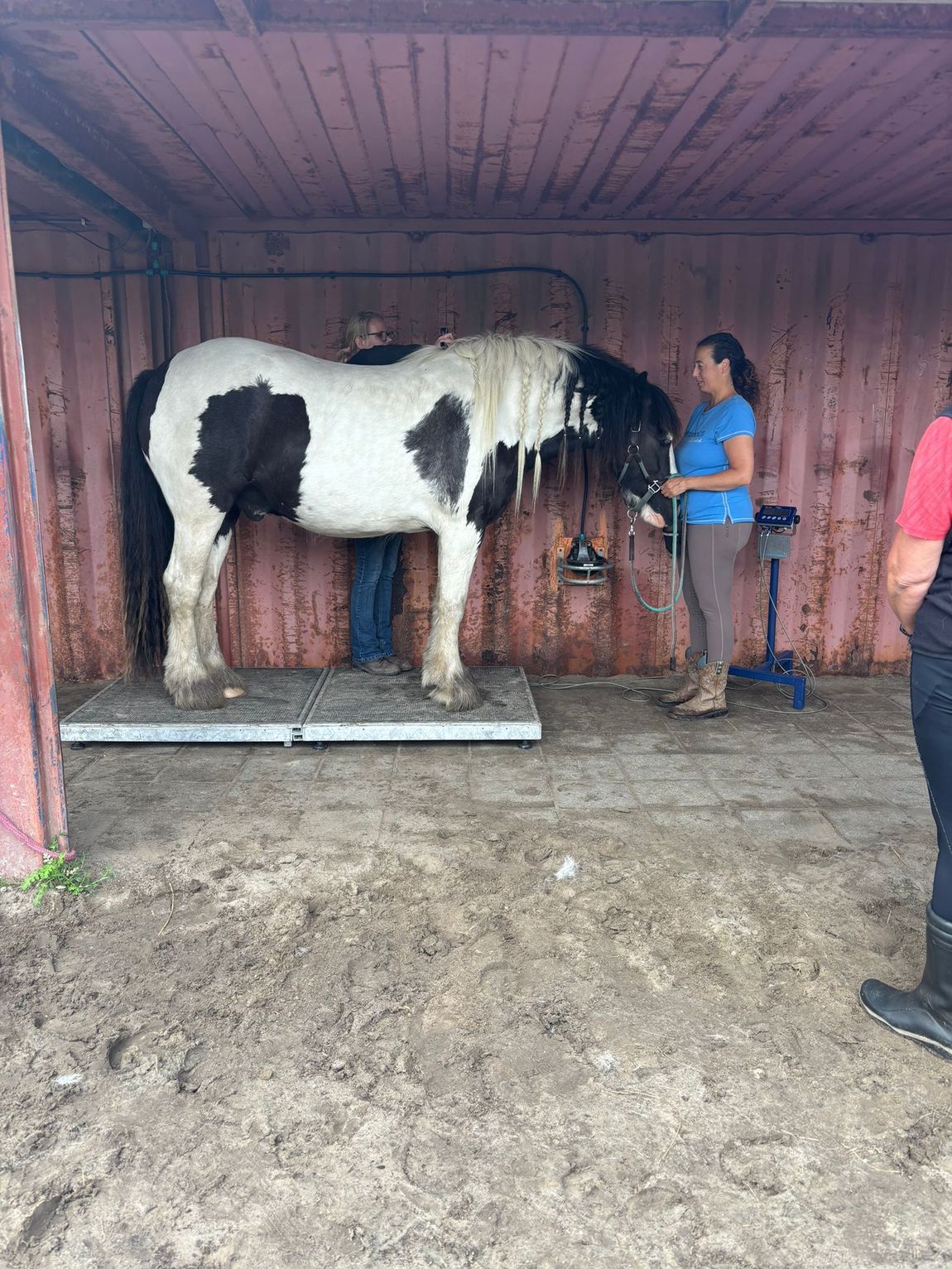 Een wit-zwart gevlekt paard staat in een stal terwijl iemand het verzorgt met een emmer.