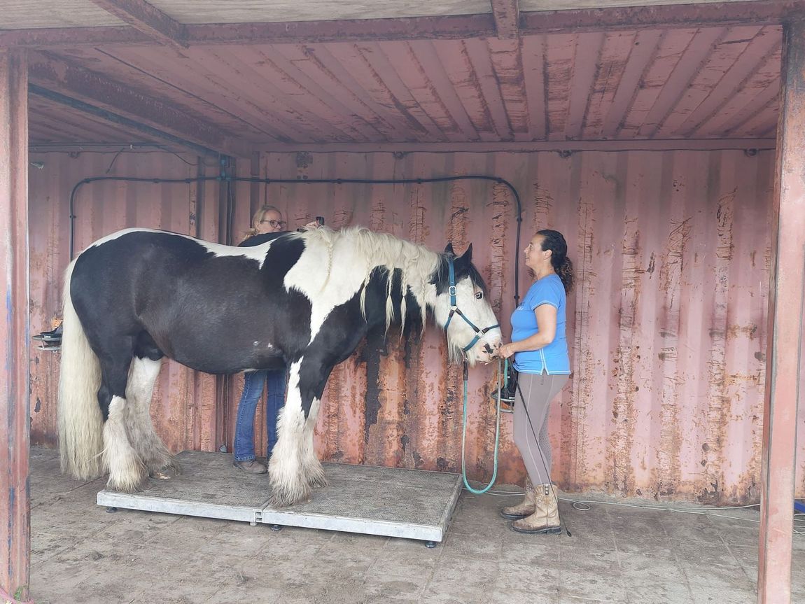 Een zwart-wit paard staat in een stal, terwijl iemand de teugels vasthoudt vlakbij een roze muur.