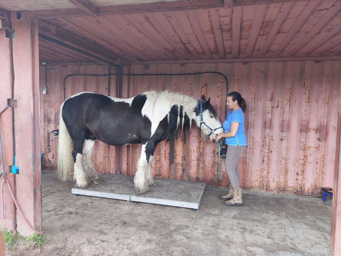 Een persoon verzorgt een zwart-wit paard in een stal.