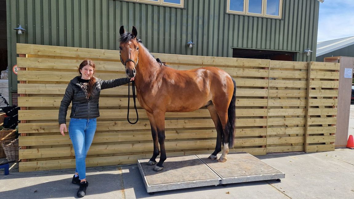 Vrouw staat naast een bruin paard op een platform buiten een stal.
