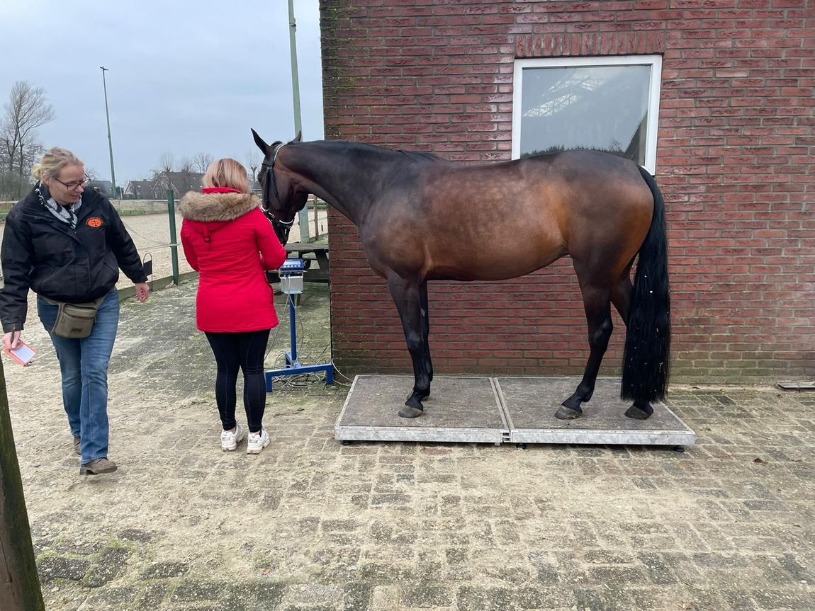 Een persoon leidt een bruin paard langs een bakstenen gebouw, met een tweede persoon in de buurt.