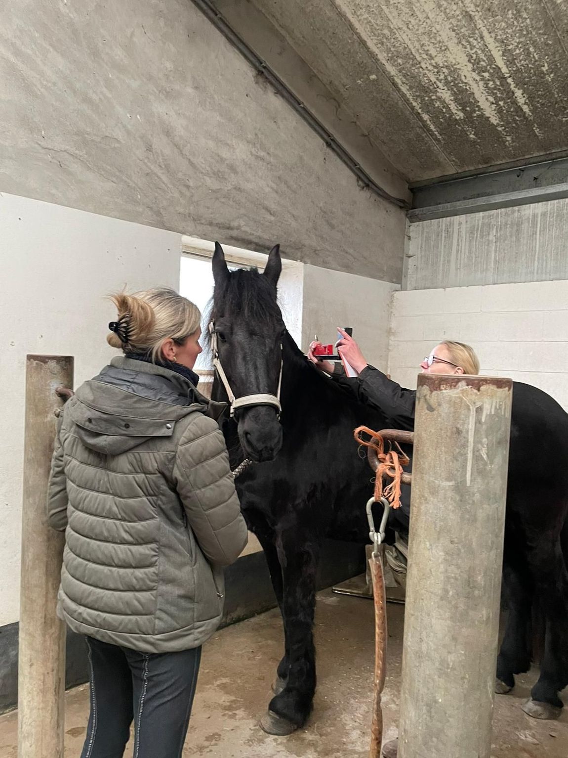 Een persoon verzorgt een zwart paard in een stal, met een ander paard in de buurt.