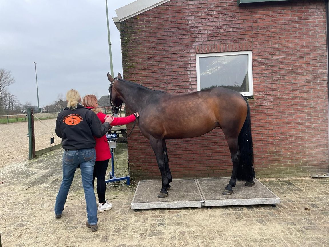 Twee mensen staan ​​naast een bruin paard op een platform naast een bakstenen gebouw in de buitenlucht.