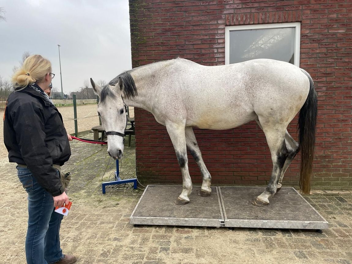 Een wit paard op een weegplatform naast een vrouw voor een bakstenen gebouw.