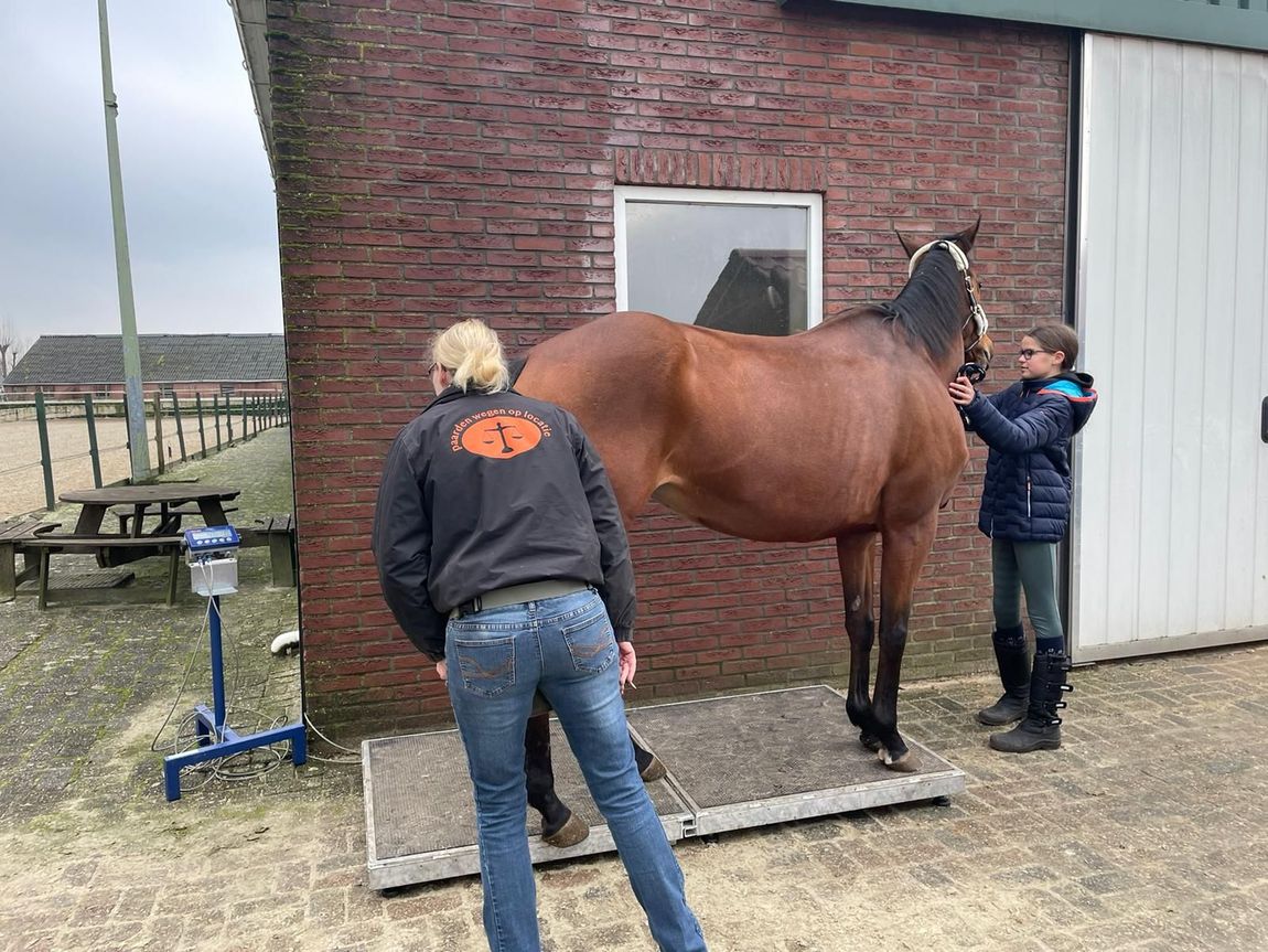 Twee mensen verzorgen een bruin paard naast een bakstenen stal met een witte schuurdeur.