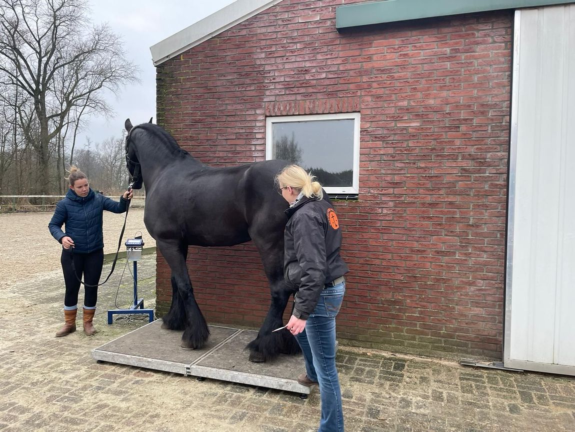 Zwart paard op een platform naast twee mensen buiten een bakstenen gebouw