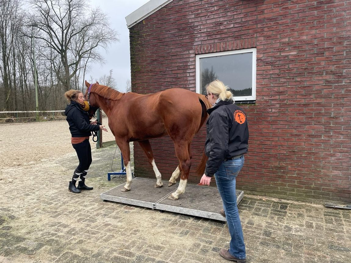 Een paard staat op een platform naast een bakstenen gebouw, terwijl twee mensen zijn hoofd en flanken vasthouden.
